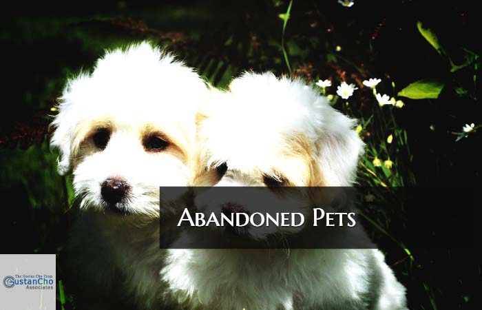 Abandoned Pets