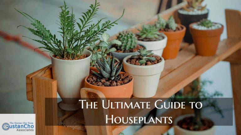 The Ultimate Guide to Houseplants